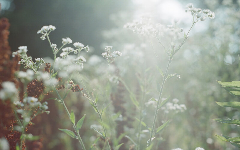 White Wildflowers in Field — Serene, Morning