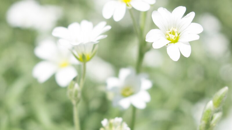 White Wildflowers in Field — Serene, Spring, Photograph, Green Stems