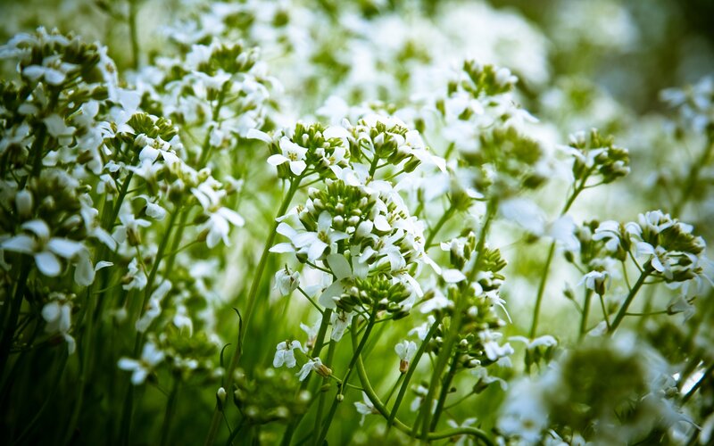 White Wildflowers in Field — Serene, Spring