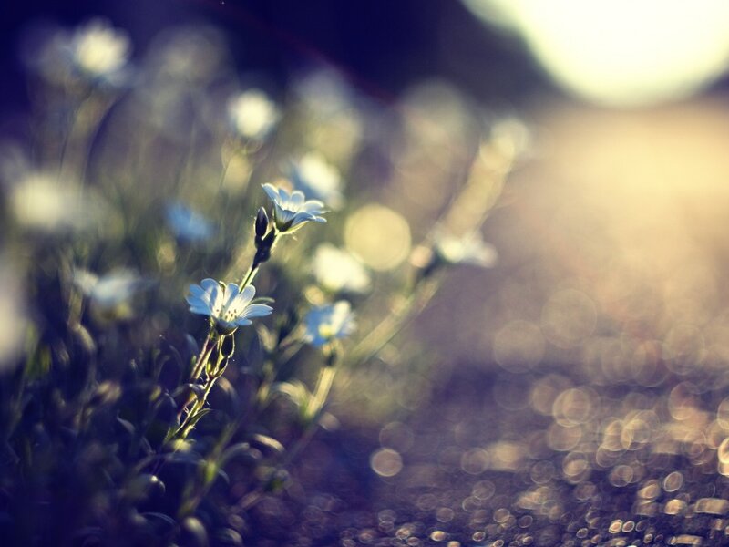 White Wildflowers in Field — Serene, Sunset