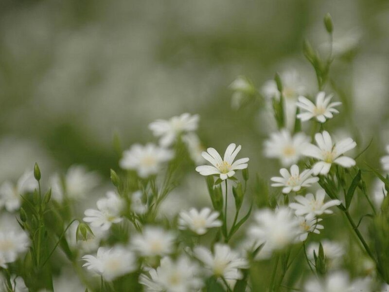 White Wildflowers in Field — Serene