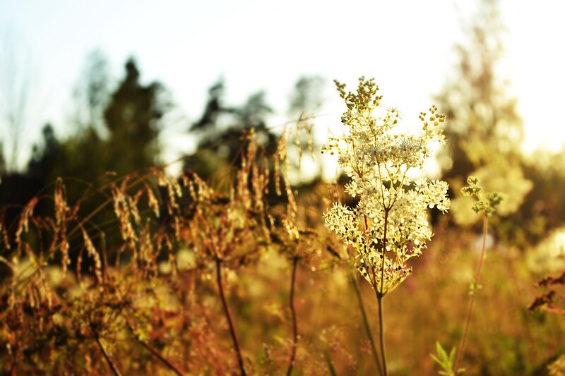 White Wildflowers in Field — Yellow