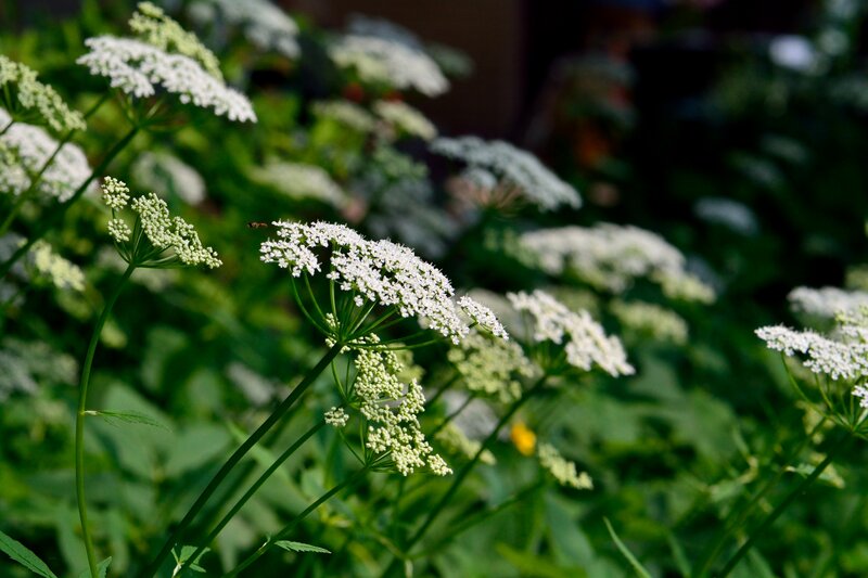 White Wildflowers in Garden