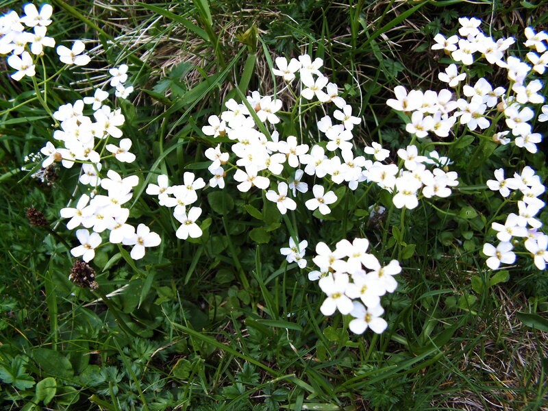 White Wildflowers in Grass — Calm