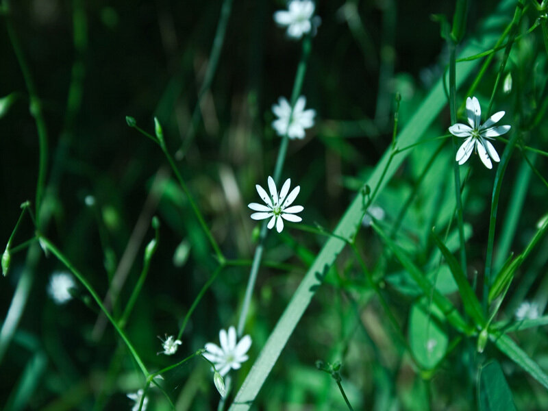 White Wildflowers in Grass — Green, Serene, Afternoon