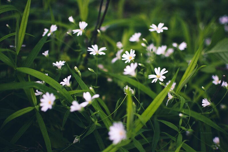 White Wildflowers in Grass — Green, Serene, Spring