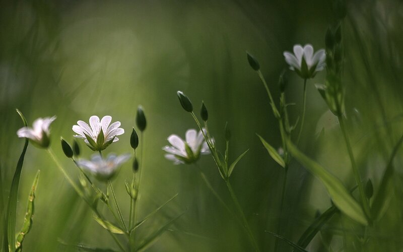 White Wildflowers in Grass — Green, Serene