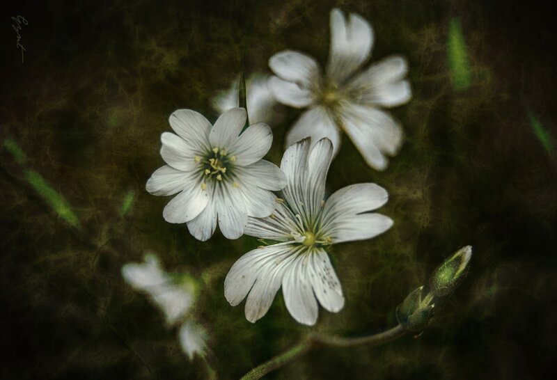 White Wildflowers in Grass — Serene, Photograph