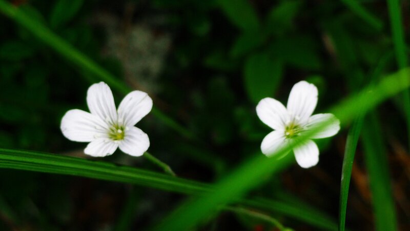 White Wildflowers in Grass — Serene, Spring