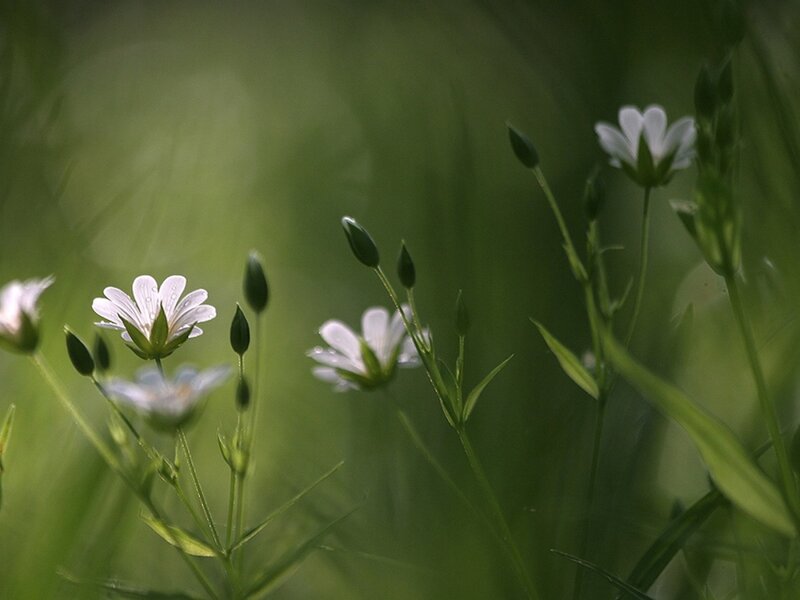 White Wildflowers in Grass