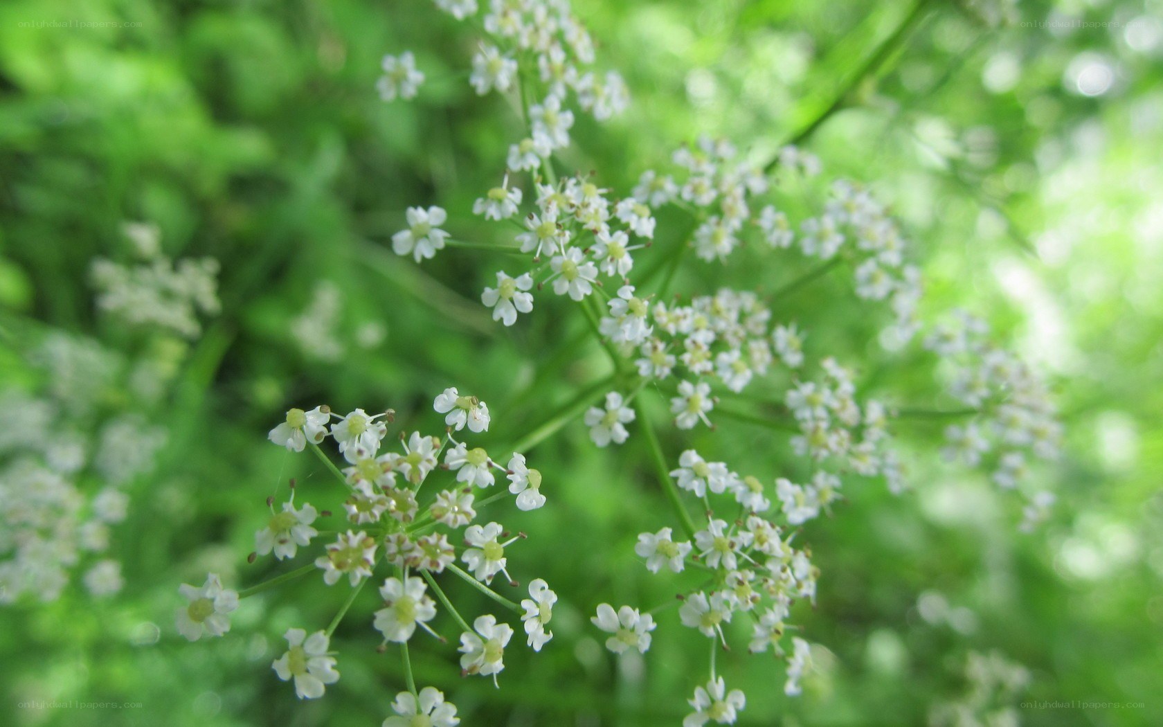 white wildflowers in green foliage