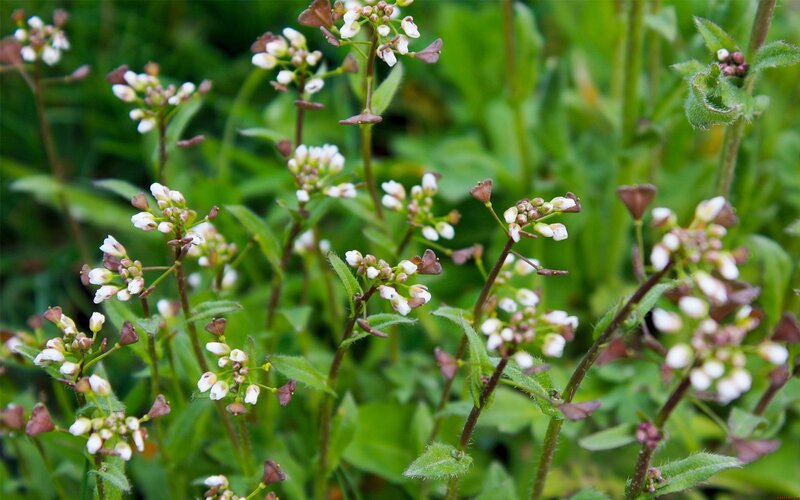 White Wildflowers in Green Grass