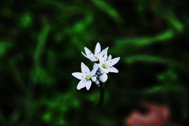 White Wildflowers in Green