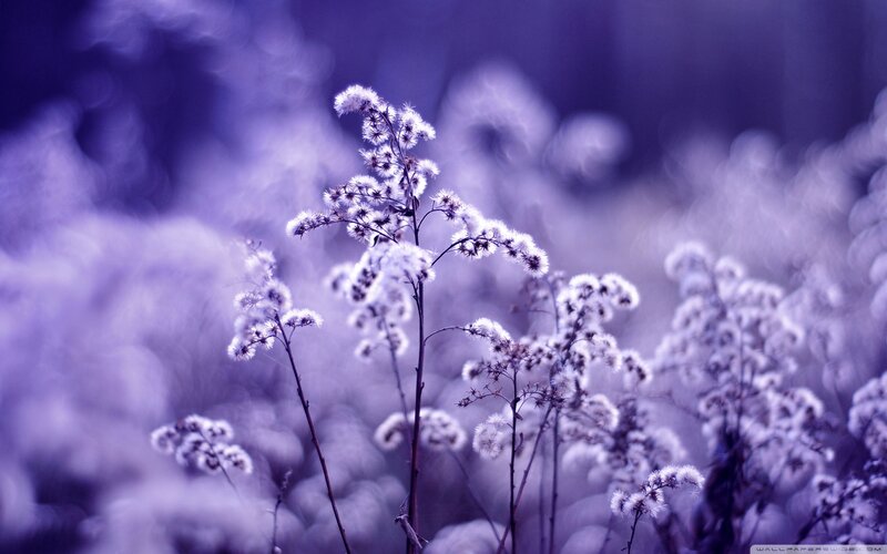 White Wildflowers in Purple