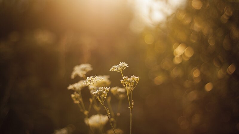 White Wildflowers in Sunlight
