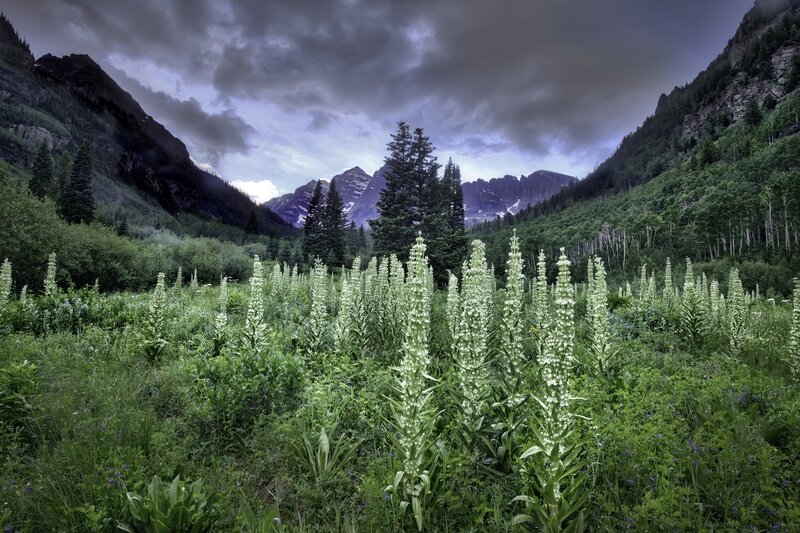White Wildflowers in Valley