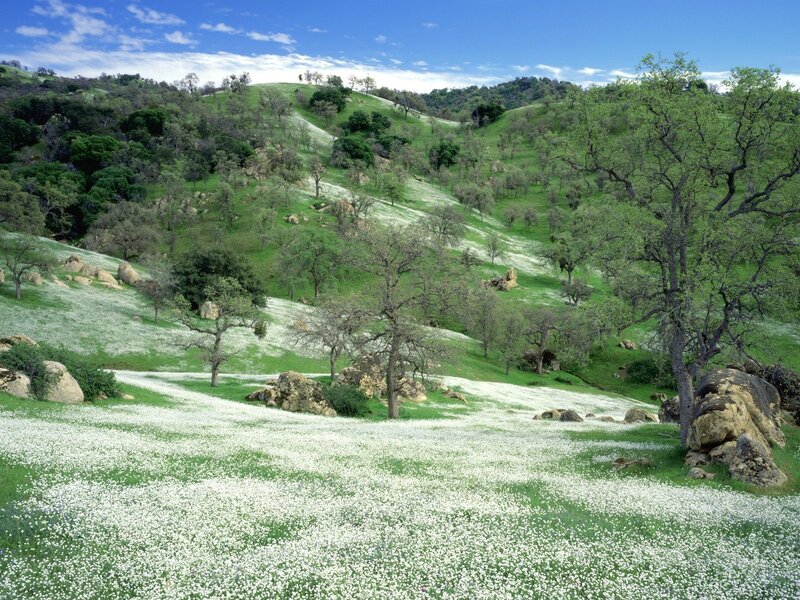 White wildflowers on green hills