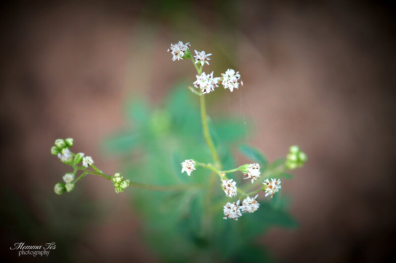 White Wildflowers on Stem