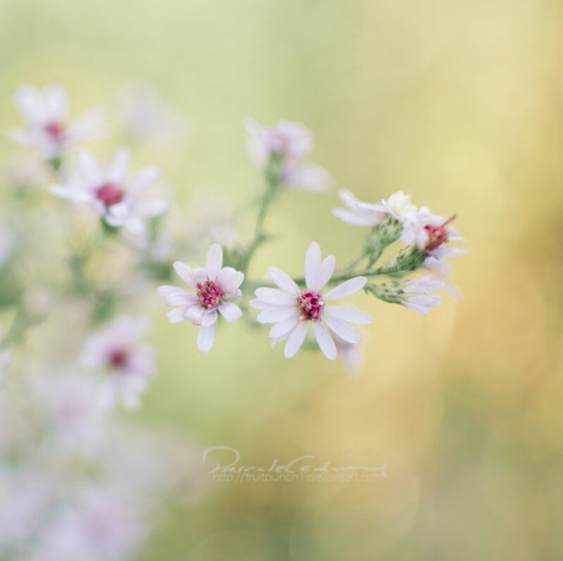 White Wildflowers on Stems