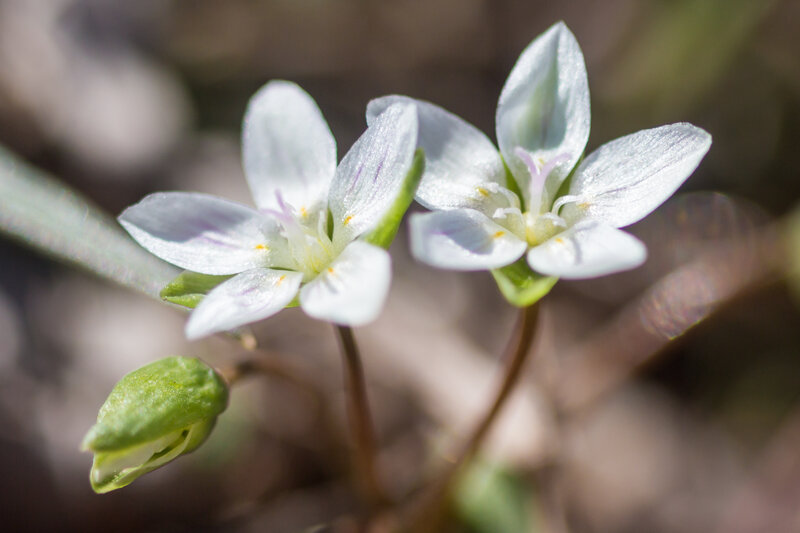White Wildflowers — Serene
