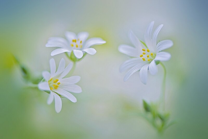 White Wildflowers