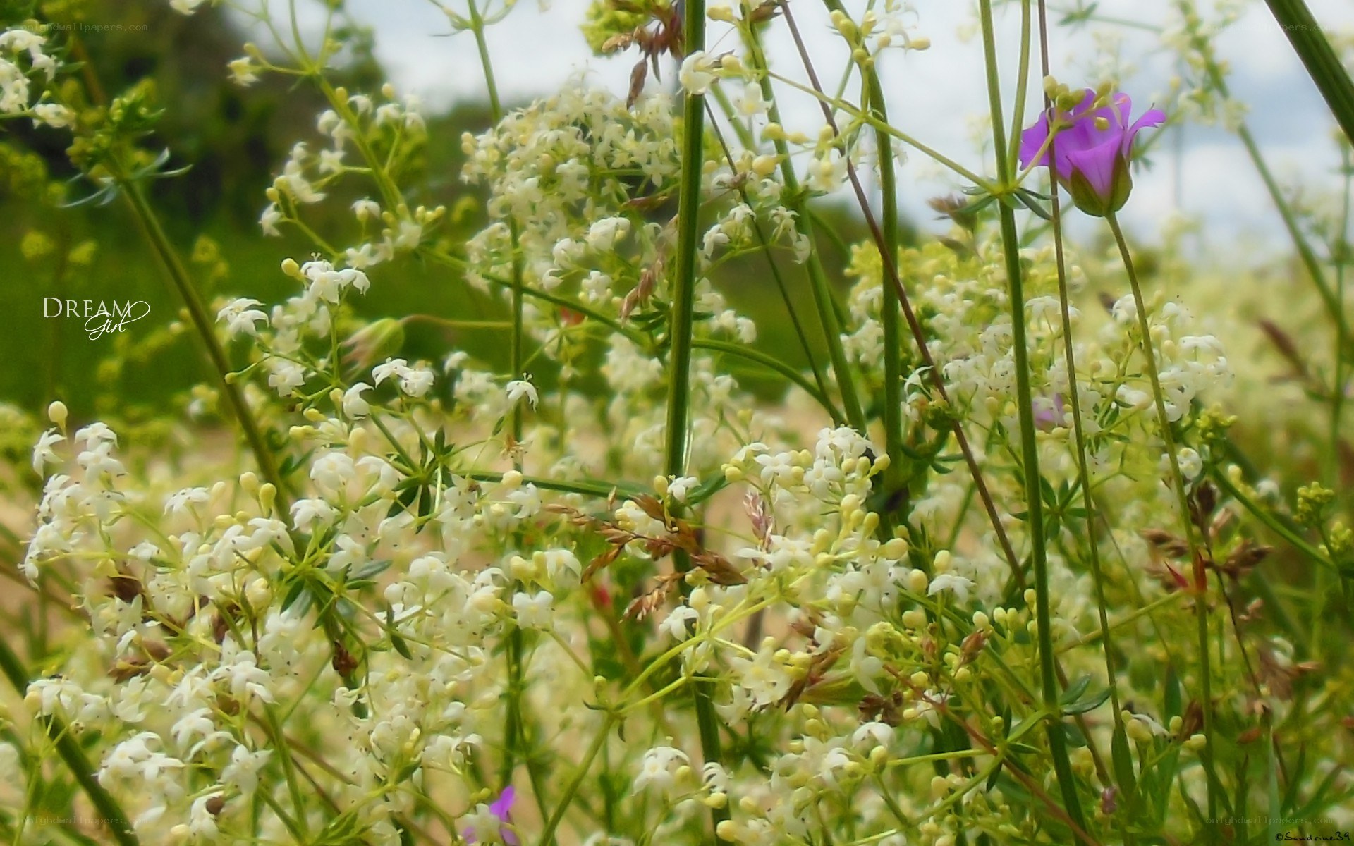 White wildflowers with purple bloom