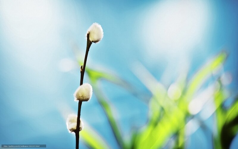 White Willow Catkins — Blue, Serene, Spring
