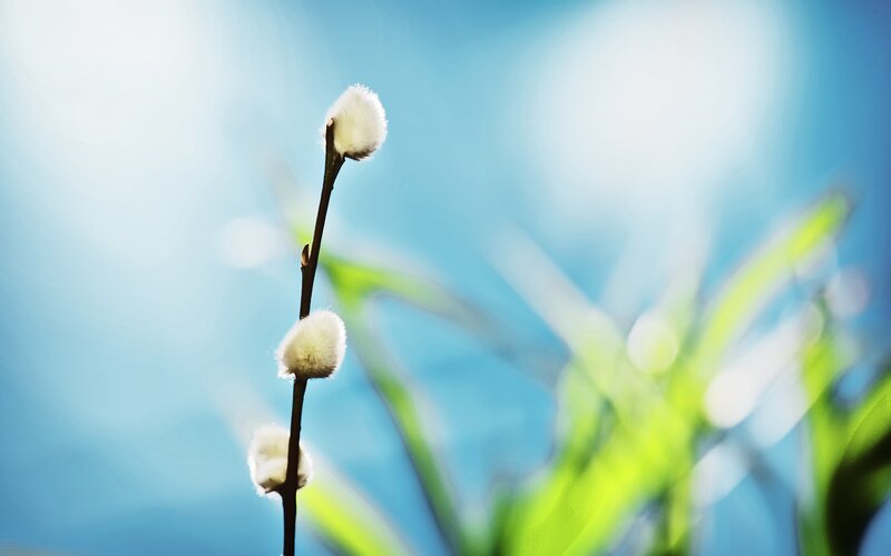 White Willow Catkins — Blue, Serene