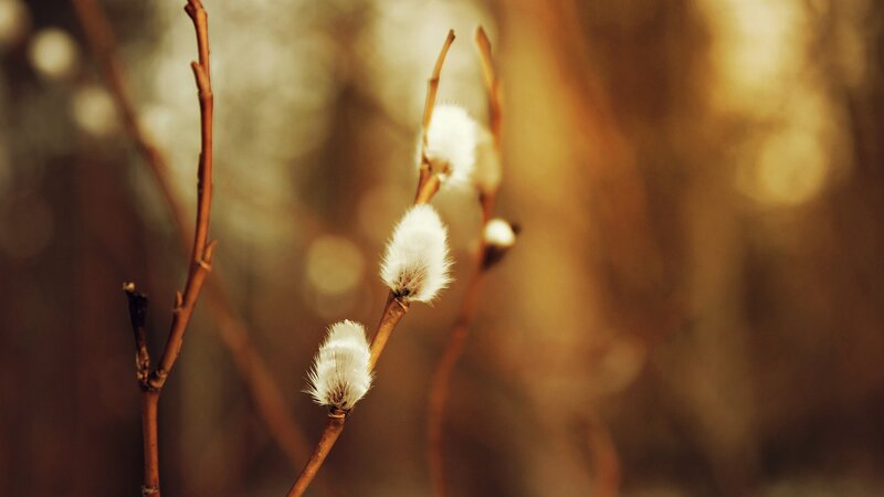 White Willow Catkins — Brown