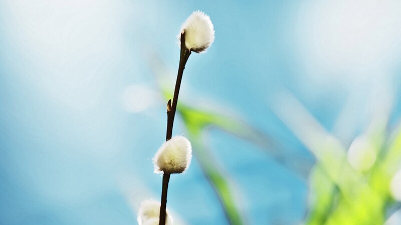 White willow catkins on a branch