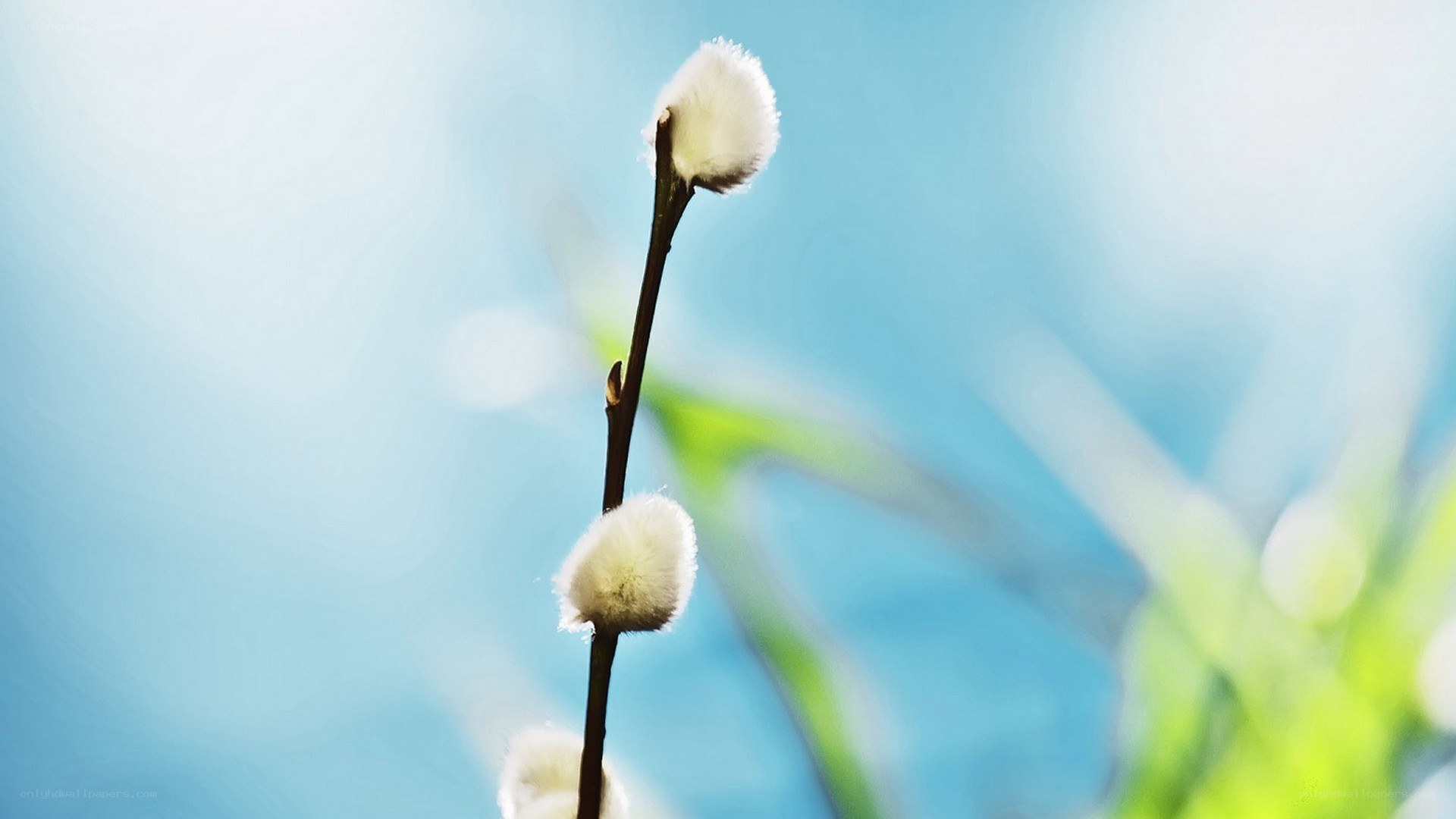 White willow catkins on a branch