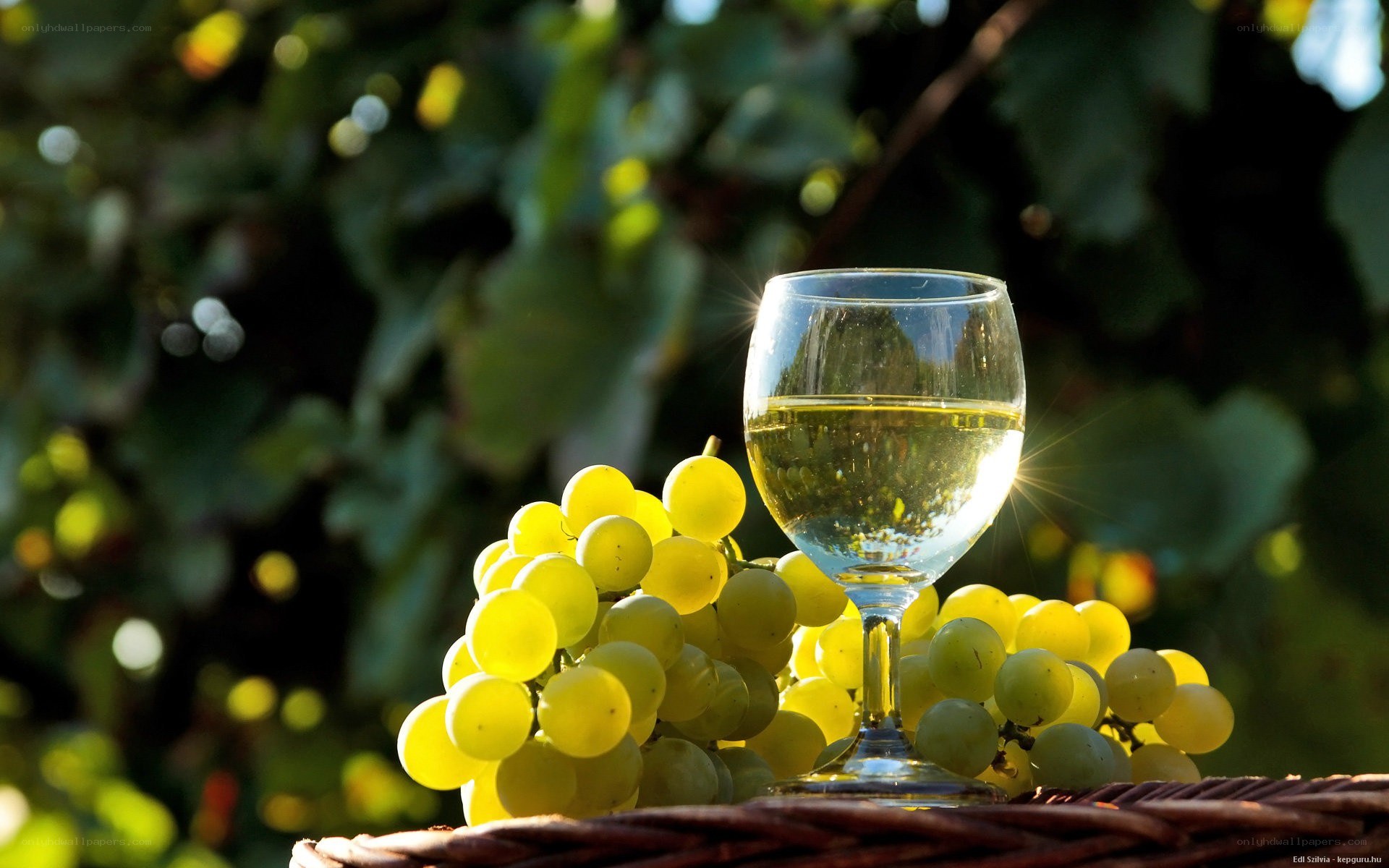 White wine and grapes in vineyard