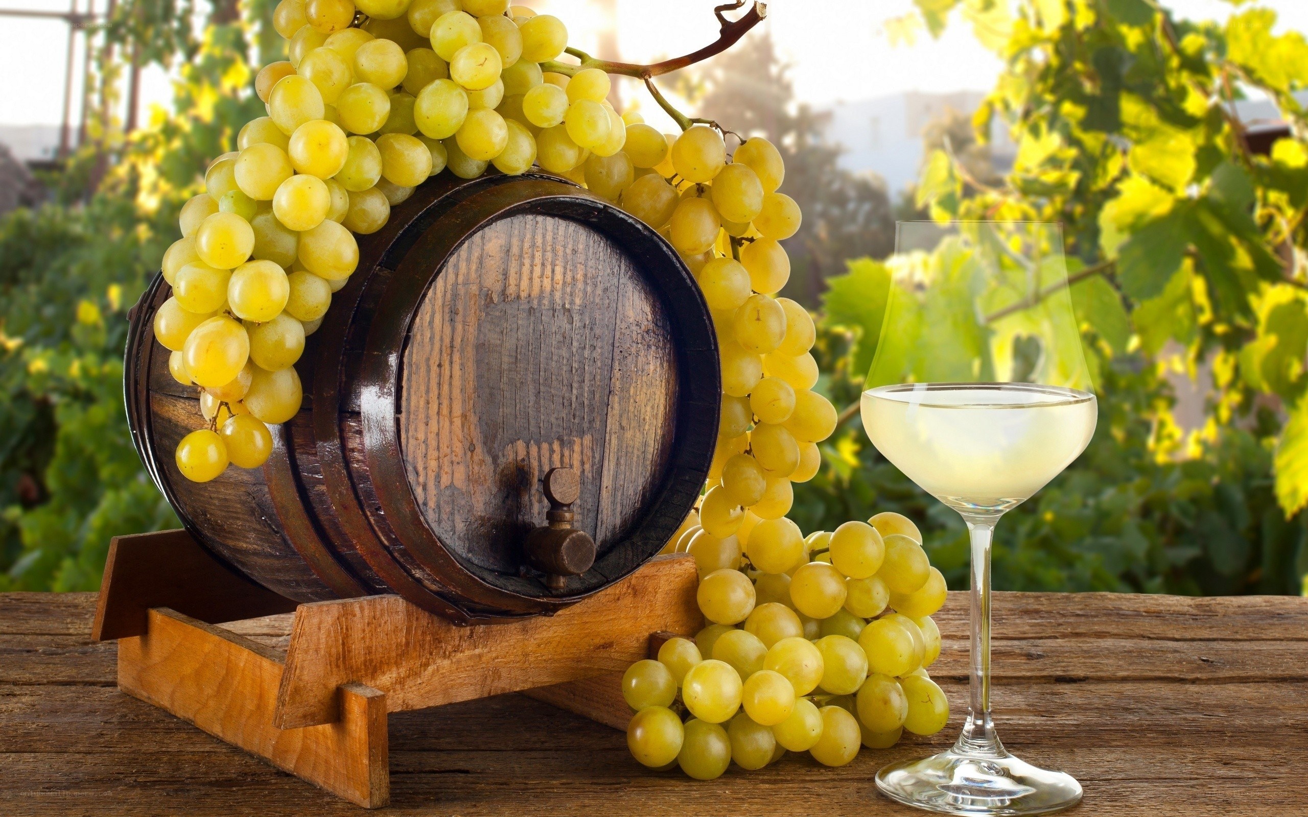 White wine grapes and barrel