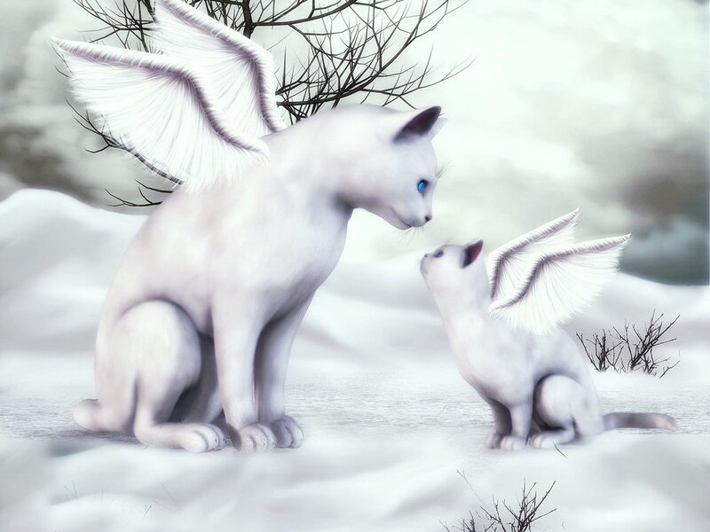White Winged Cats