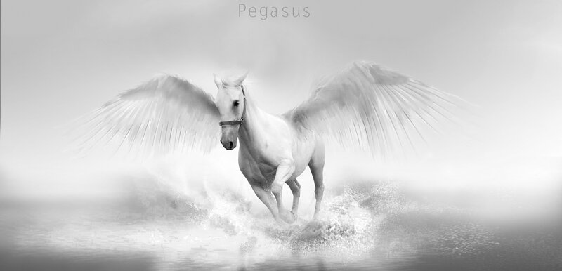 White Winged Horse — Black, Dramatic