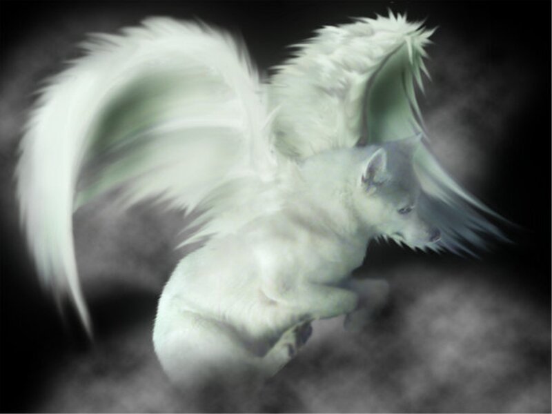 White Winged Wolf — Dramatic