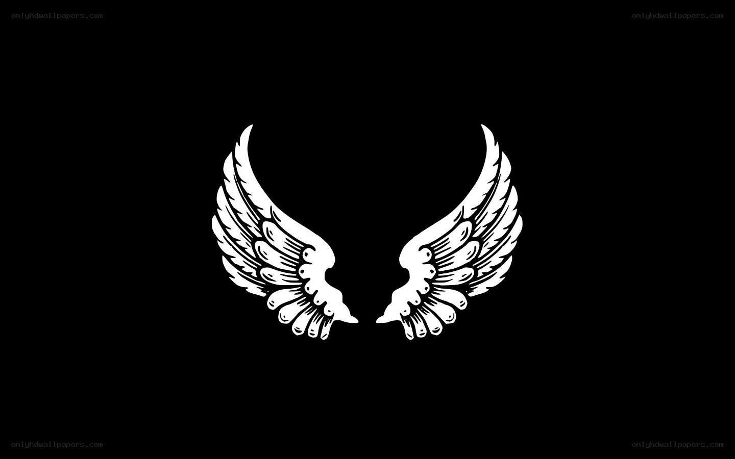 white wings on black background