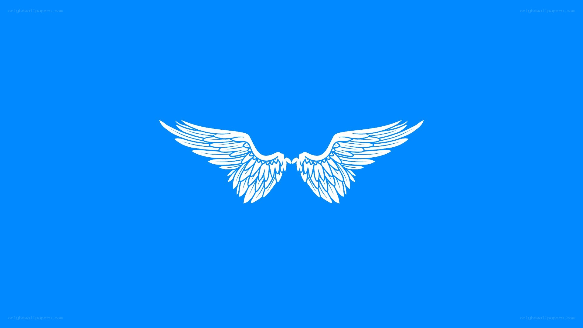 white wings on blue background