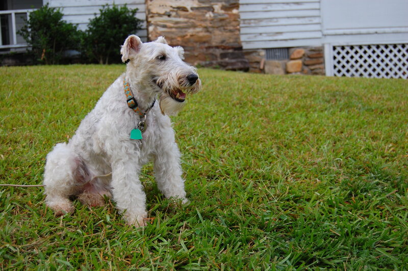 White Wire-haired Dog