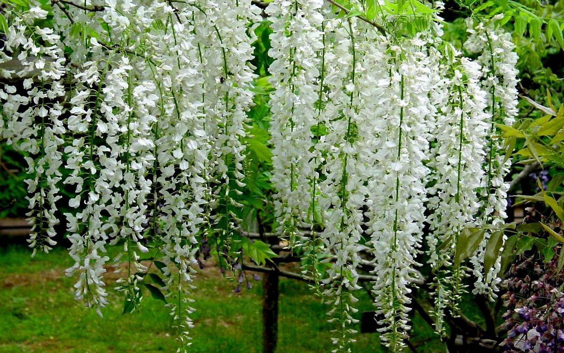 white wisteria blossoms