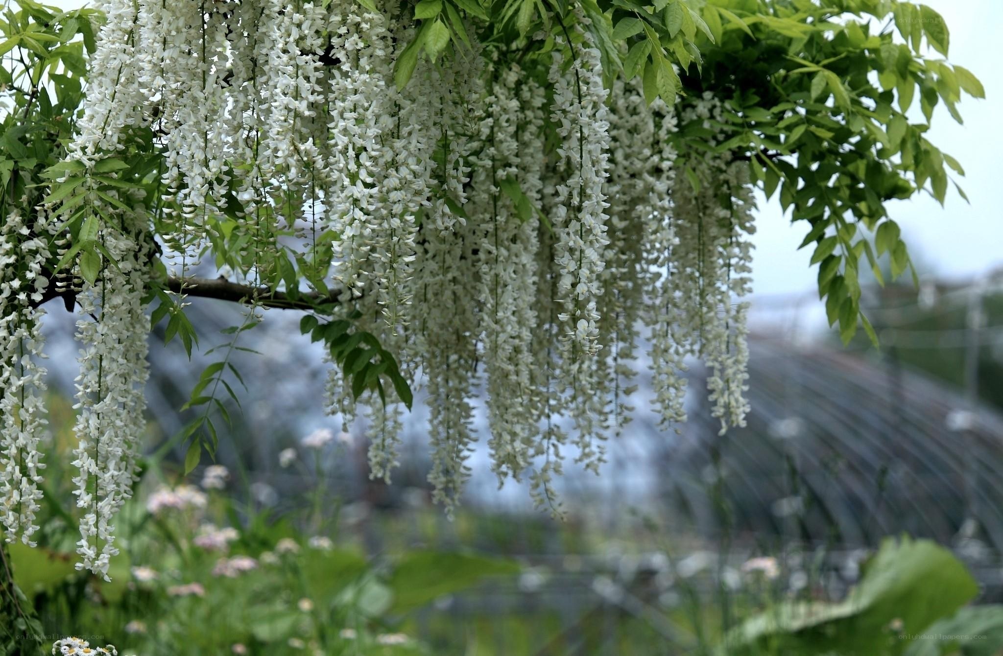 White wisteria blossoms hanging