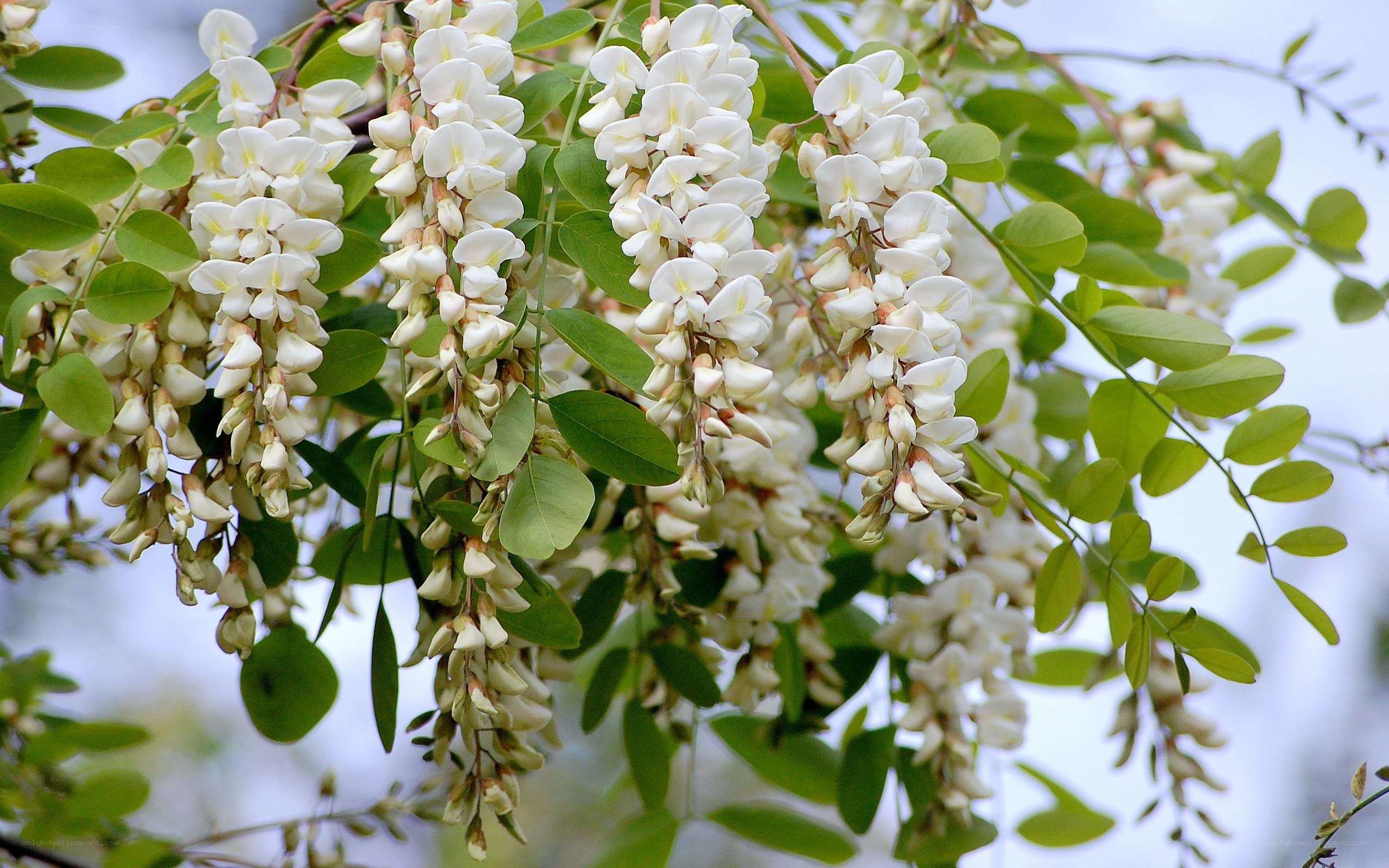White wisteria blossoms on a tree