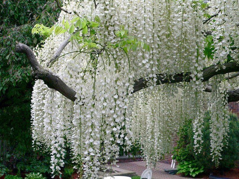 White Wisteria Blossoms — Serene, Spring, Photograph