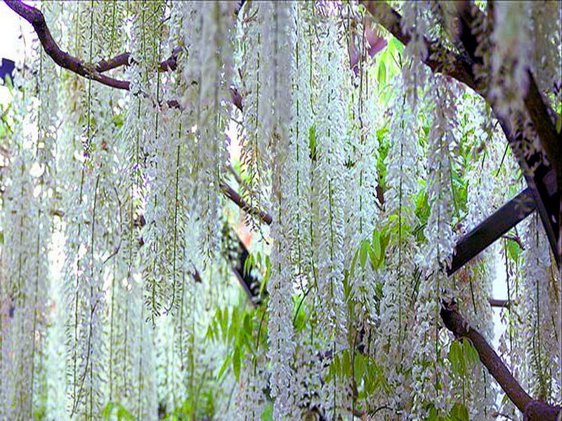 White Wisteria Blossoms — Serene, Spring