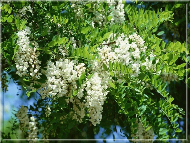 White Wisteria Blossoms — Serene