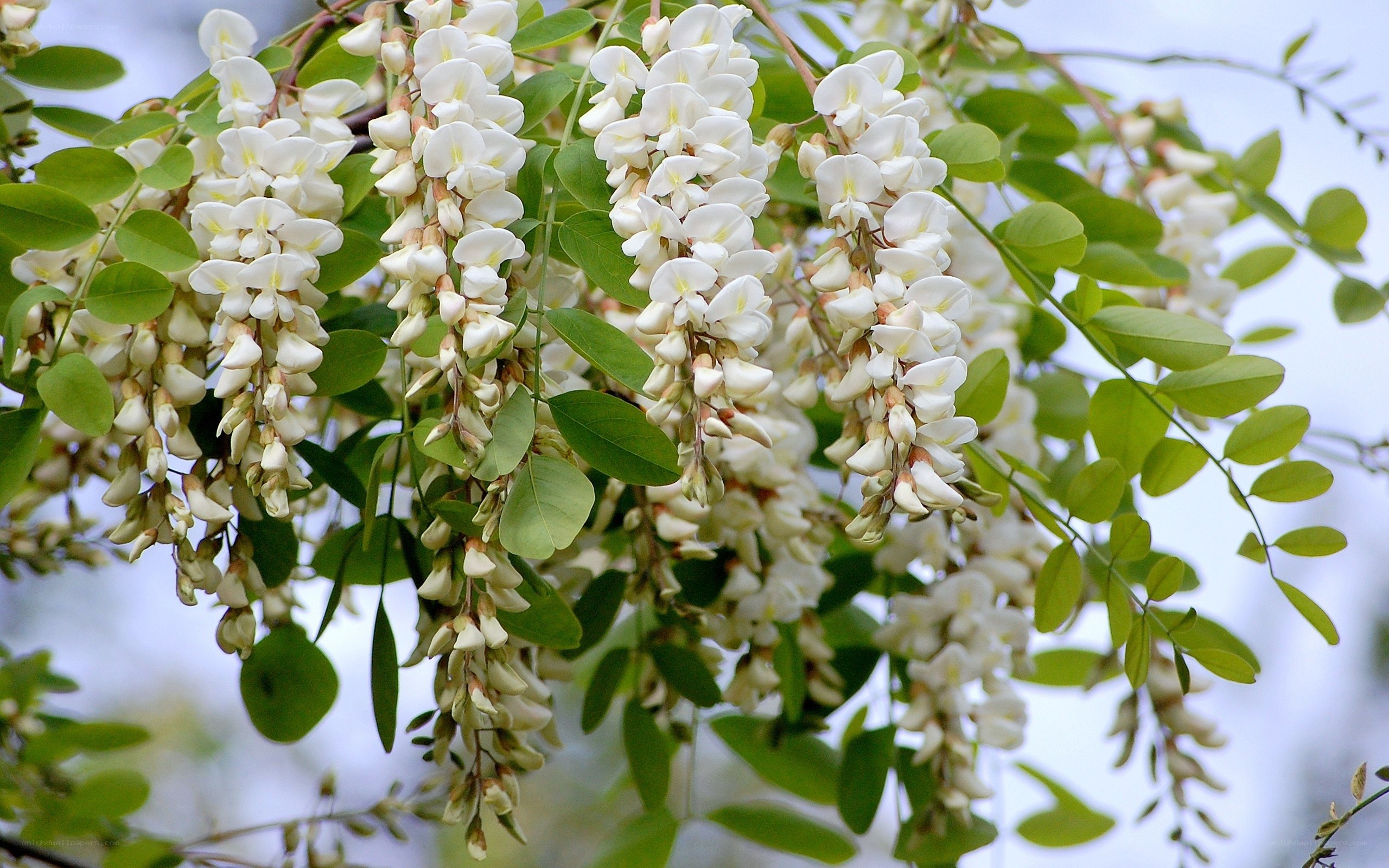 White wisteria blossoms