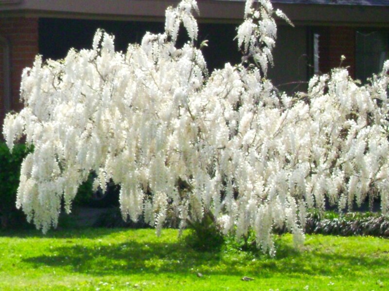 White Wisteria Bush