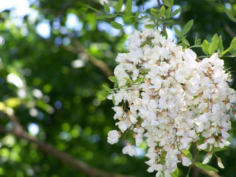 White Wisteria Flowers — Serene