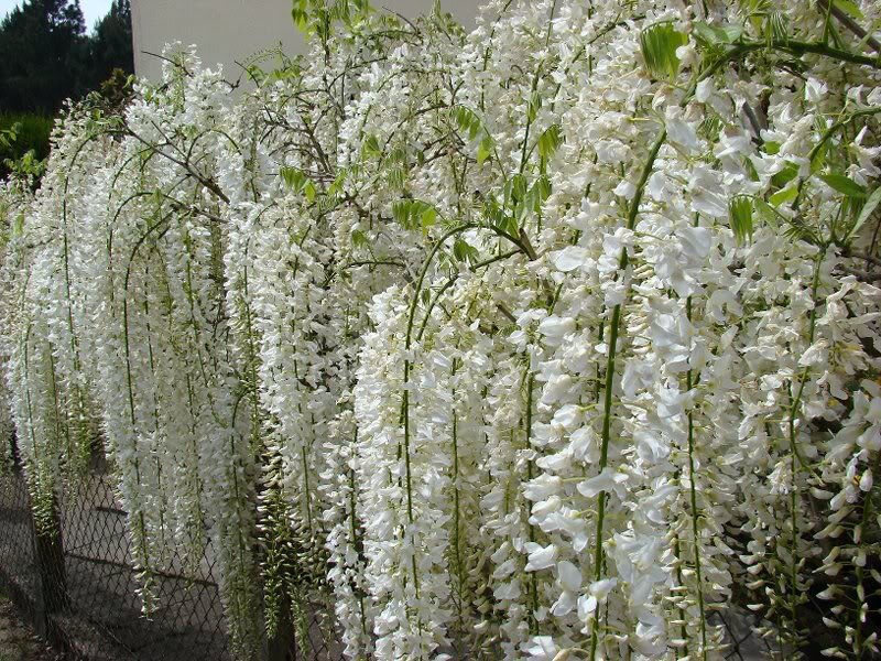 White Wisteria Flowers