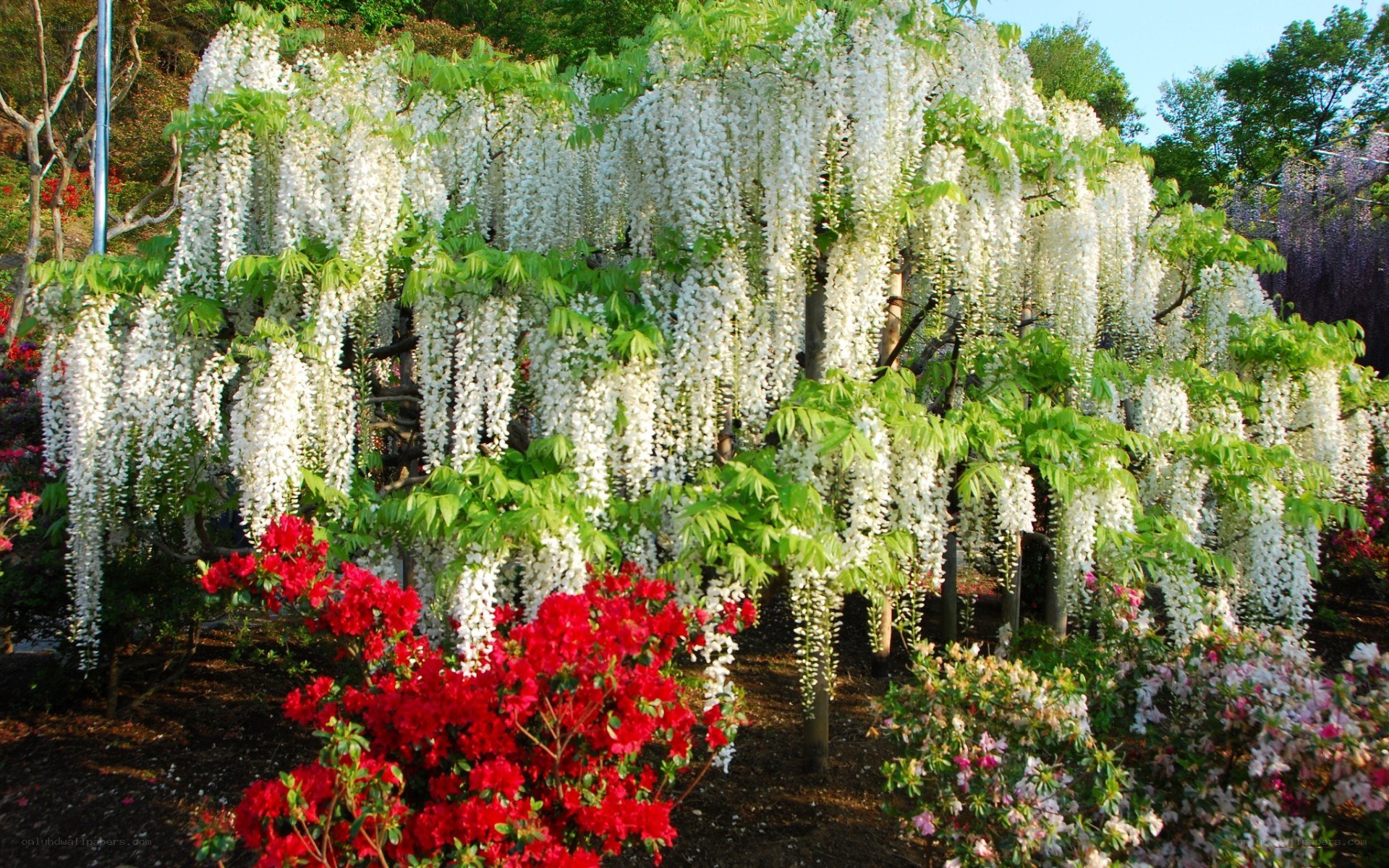 White wisteria in full bloom